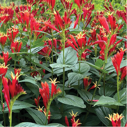 Bilde av Spigelia marilandica 'Little Redhead'-Spanne Plantesalg