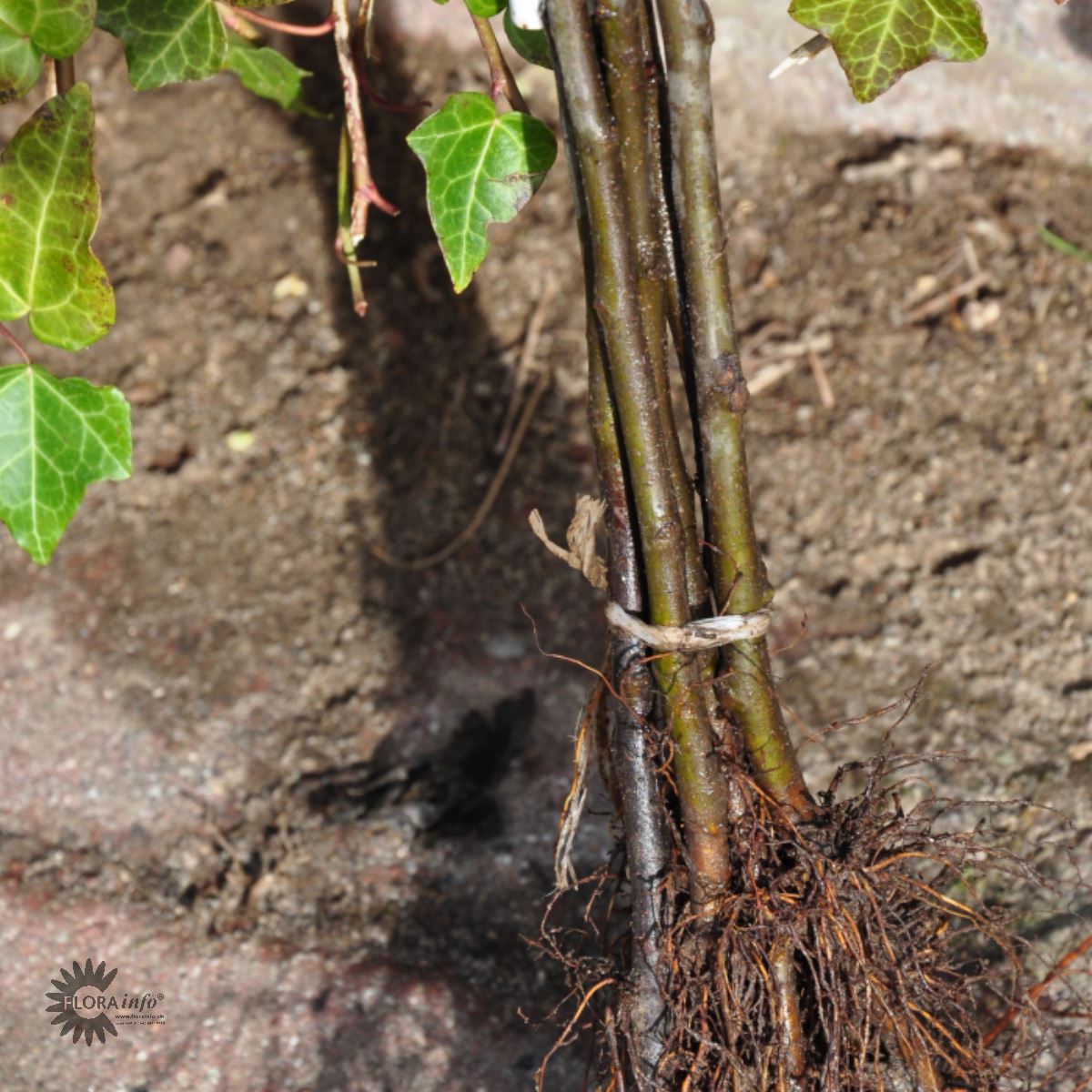 Bilde av GRUNNSTAMME EPLE M9 Barrot-Spanne Plantesalg
