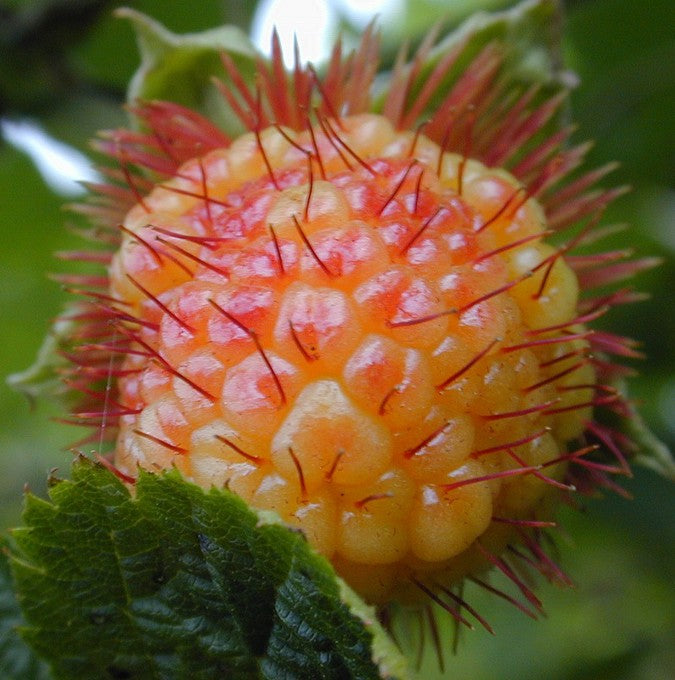 Bilde av Gullbær'-Spanne Plantesalg