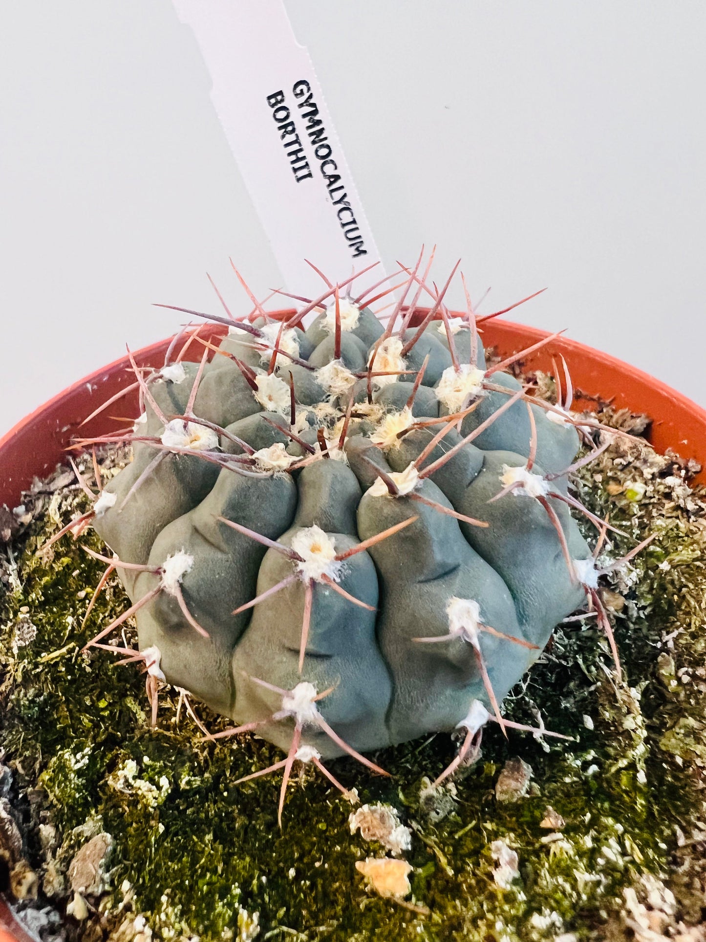 Bilde av Gymnocalycium borthii 10 cm potte-Spanne Plantesalg