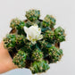 Bilde av Gymnocalycium matoense-Spanne Plantesalg