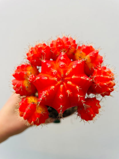 Bilde av Gymnocalycium mihanovichii ‘Brasil’-Spanne Plantesalg