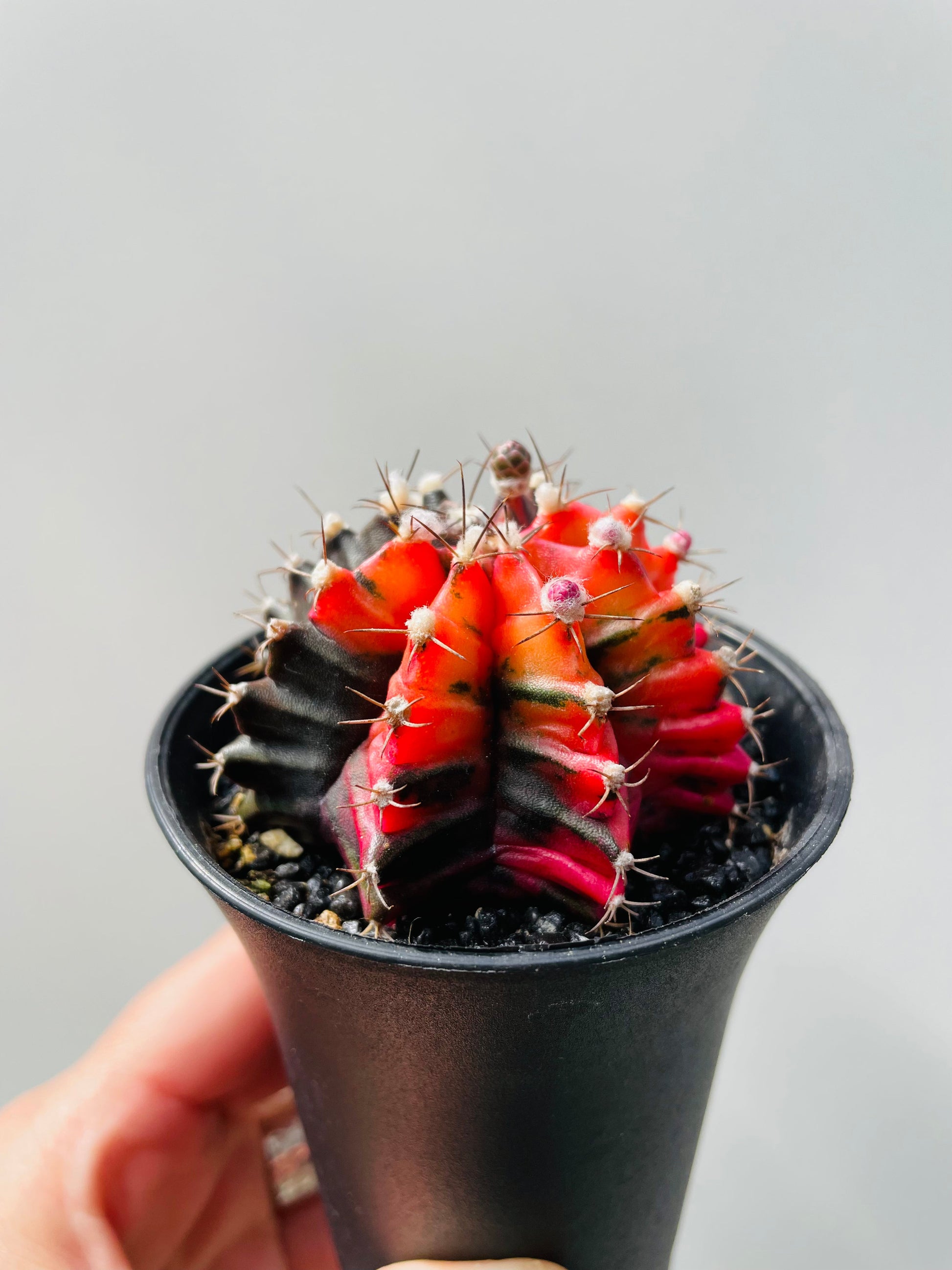 Bilde av Gymnocalycium mihanovichii f.variegata 2-2-Spanne Plantesalg