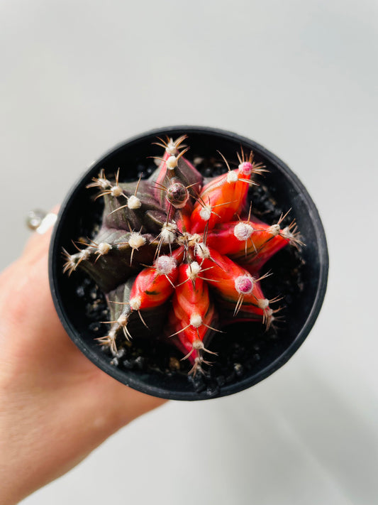 Bilde av Gymnocalycium mihanovichii f.variegata 2-2-Spanne Plantesalg