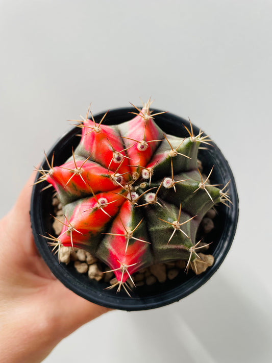 Bilde av Gymnocalycium mihanovichii f.variegata 2-4-Spanne Plantesalg