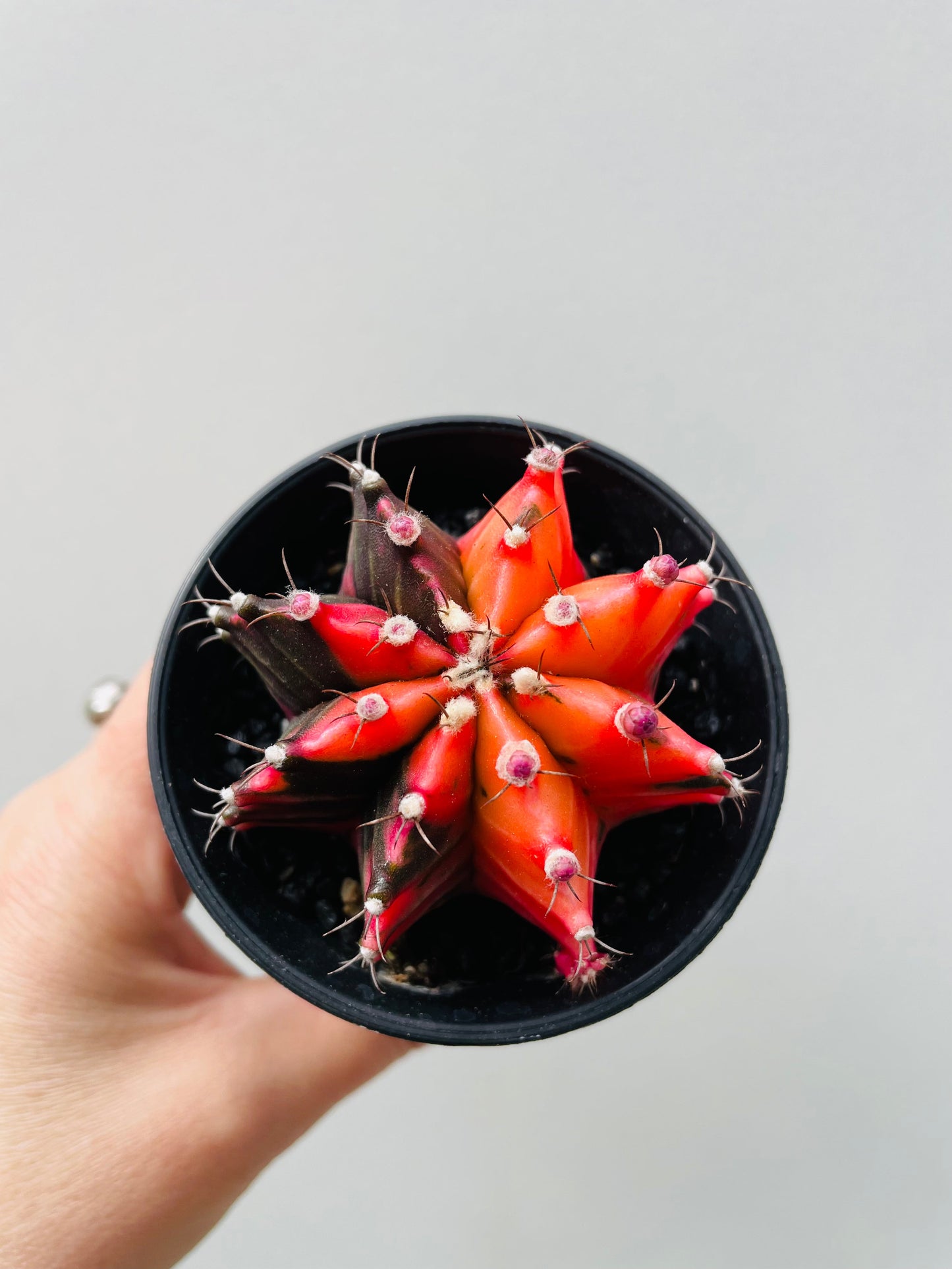 Bilde av Gymnocalycium mihanovichii f.variegata 3-Spanne Plantesalg