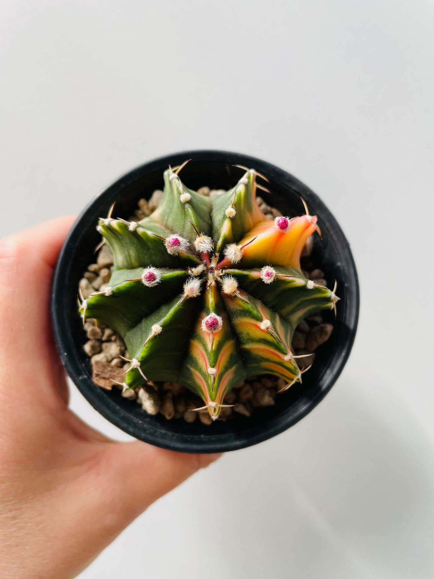 Bilde av Gymnocalycium mihanovichii f.variegata, 8 cm potte-Spanne Plantesalg