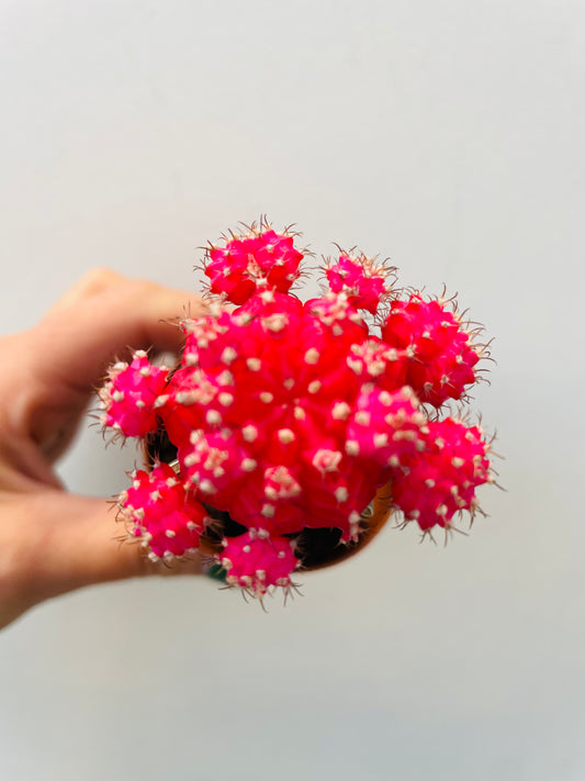 Bilde av Gymnocalycium mihanovichii ‘Japan’-Spanne Plantesalg