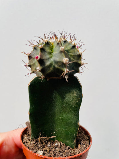 Bilde av Gymnocalycium mihanovichii ‘Moon Cactus’ 6 cm potte-Spanne Plantesalg
