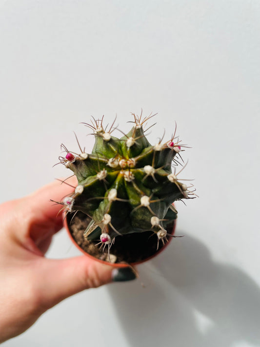 Bilde av Gymnocalycium mihanovichii ‘Moon Cactus’ 6 cm potte-Spanne Plantesalg