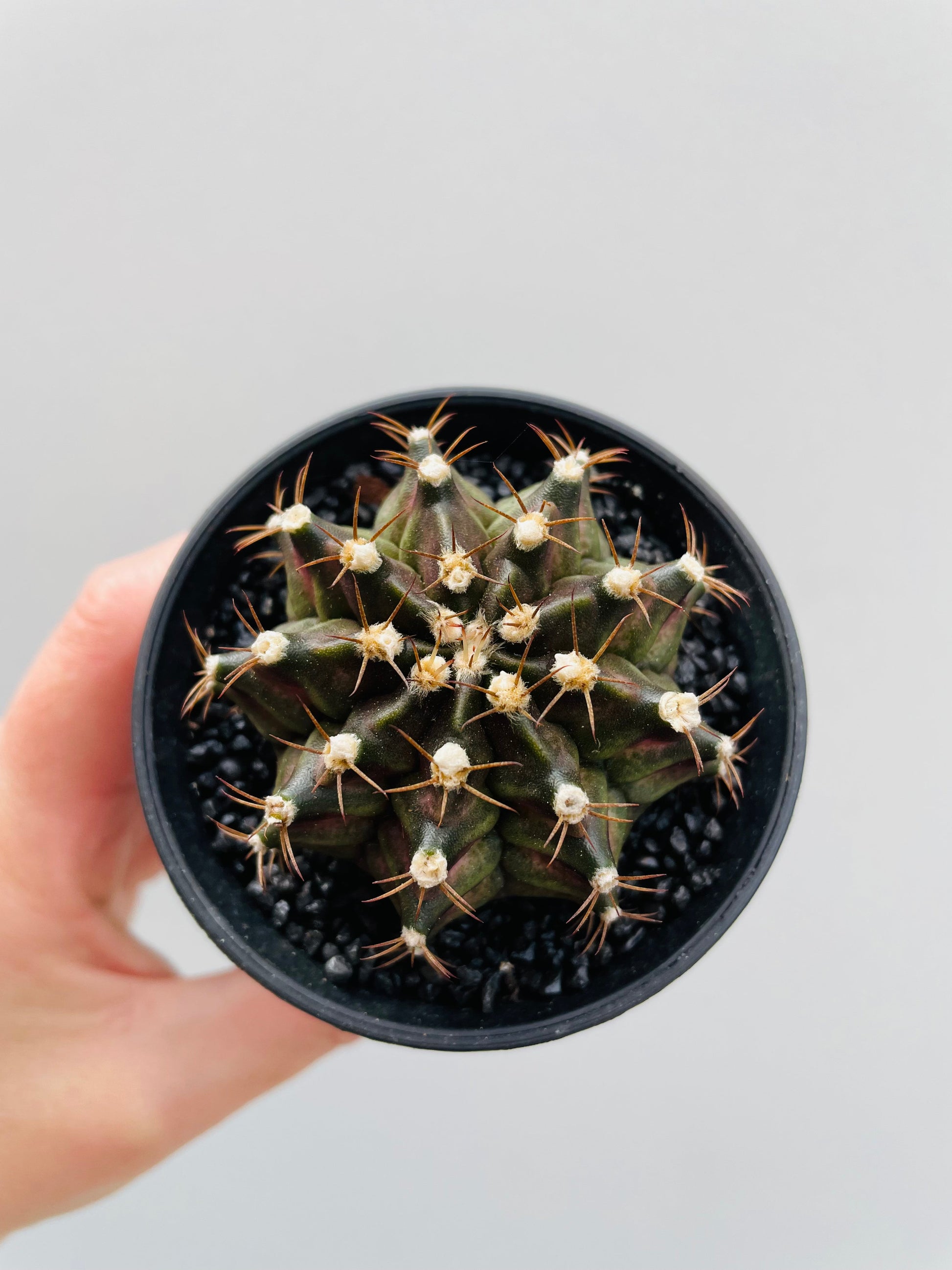 Bilde av Gymnocalycium mihanovichii ‘T-rex’, 8 cm potte med fat-Spanne Plantesalg