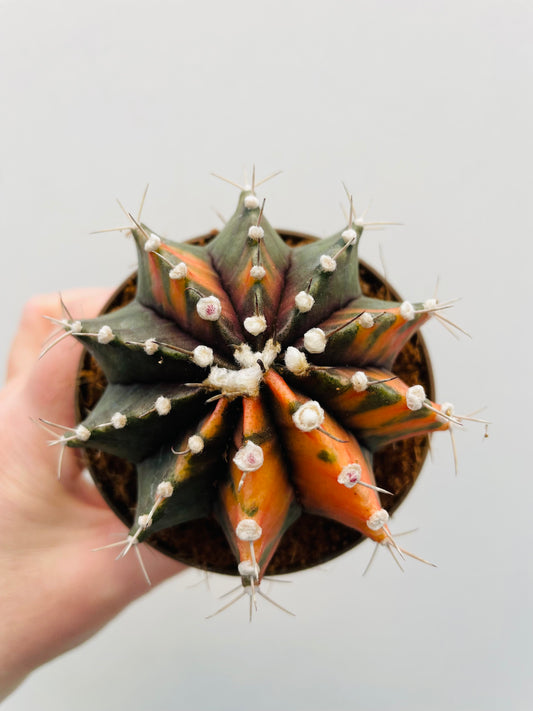 Gymnocalycium mihanovichii variegata