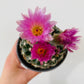 Bilde av Gymnocalycium mix-Spanne Plantesalg