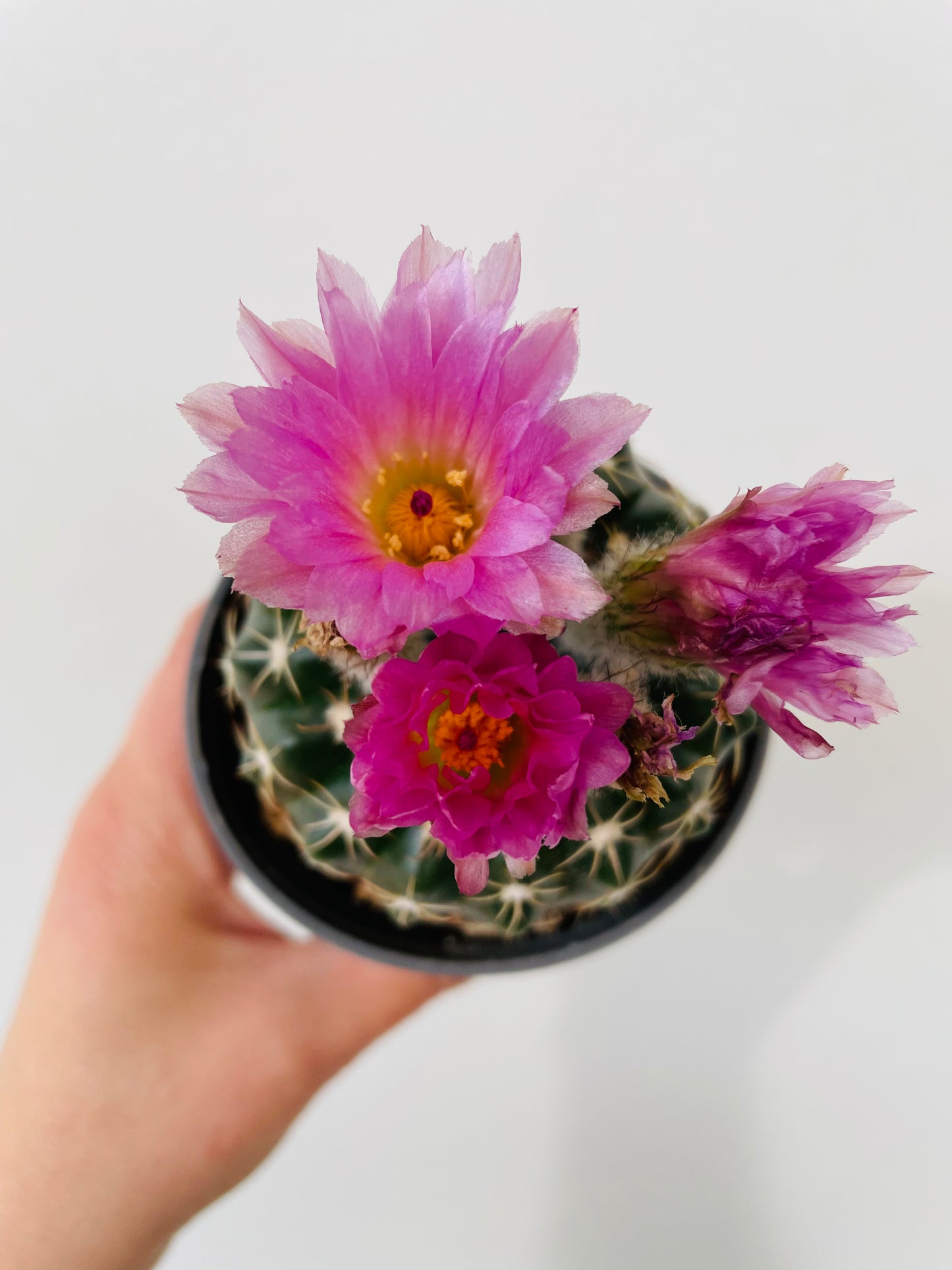 Bilde av Gymnocalycium mix-Spanne Plantesalg