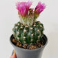 Bilde av Gymnocalycium mix-Spanne Plantesalg