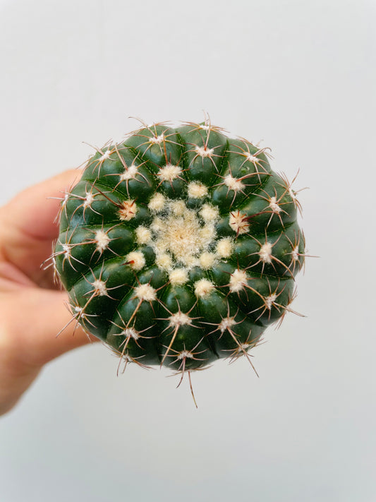 Bilde av Gymnocalycium Quelianum-Spanne Plantesalg