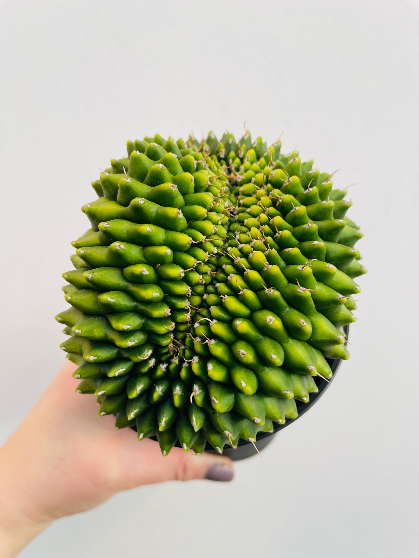 Bilde av Gymnocalycium ‘Spineless’-Spanne Plantesalg