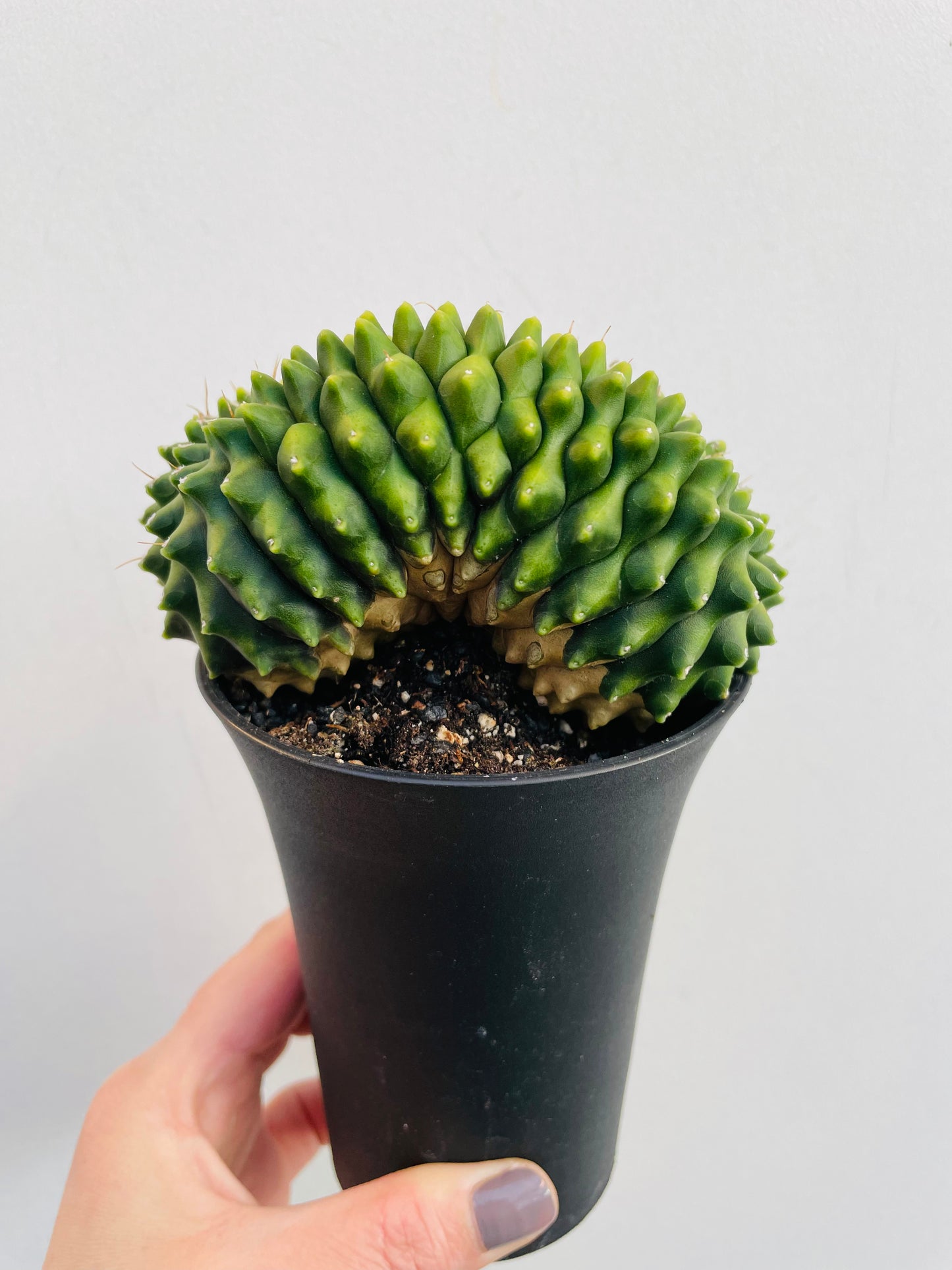 Bilde av Gymnocalycium ‘Spineless’-Spanne Plantesalg