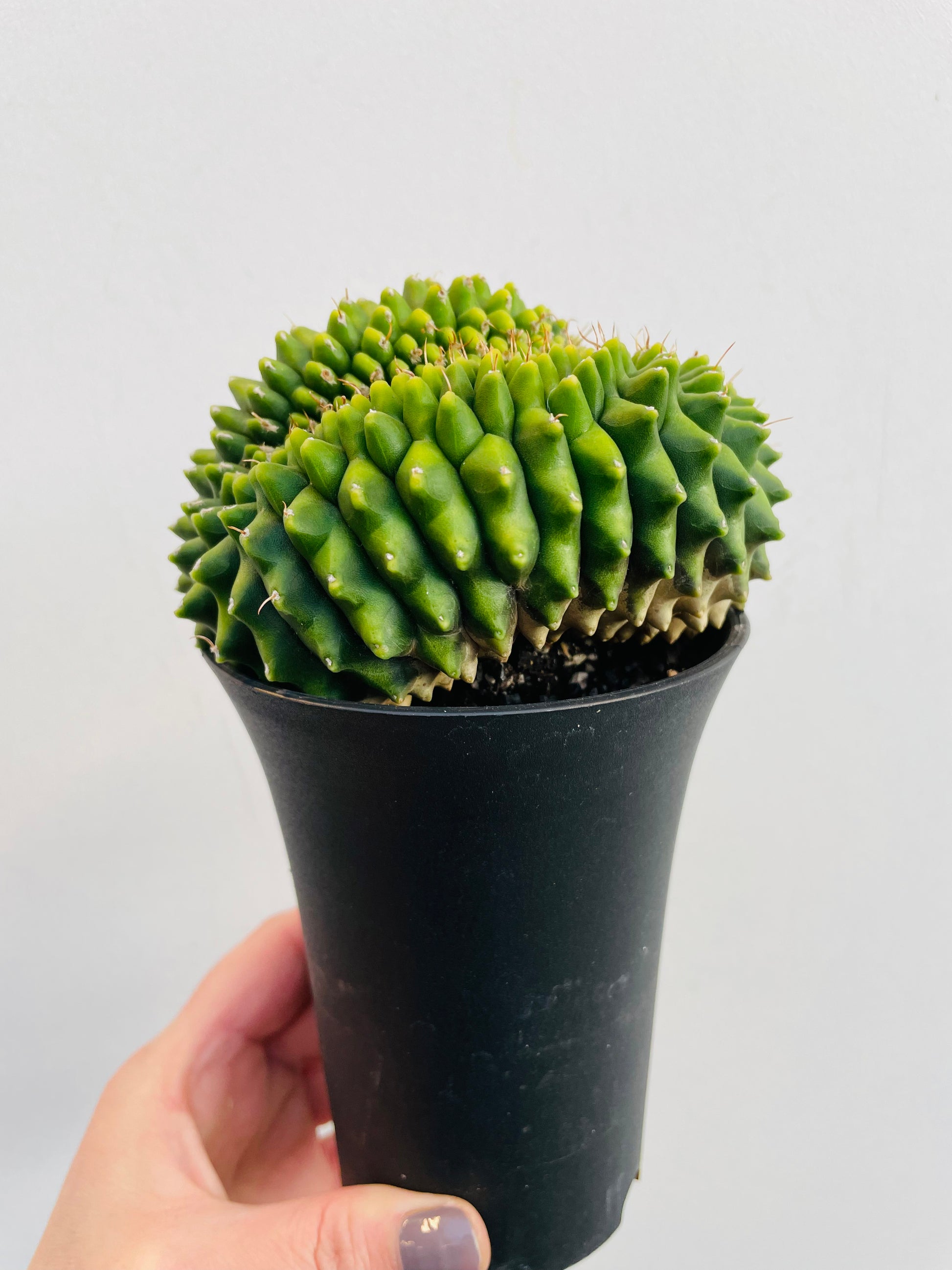 Bilde av Gymnocalycium ‘Spineless’-Spanne Plantesalg