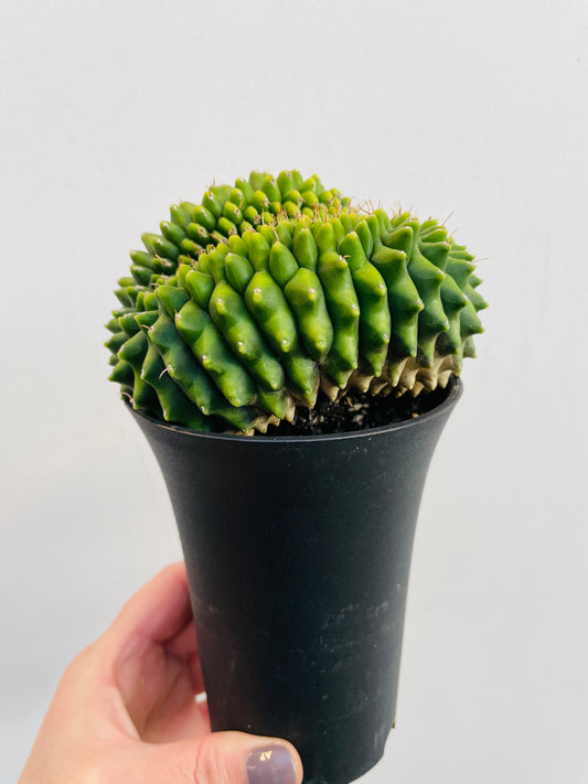 Bilde av Gymnocalycium ‘Spineless’-Spanne Plantesalg