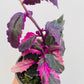 Bilde av Gynura ‘Purple Passion Variegated’-Spanne Plantesalg