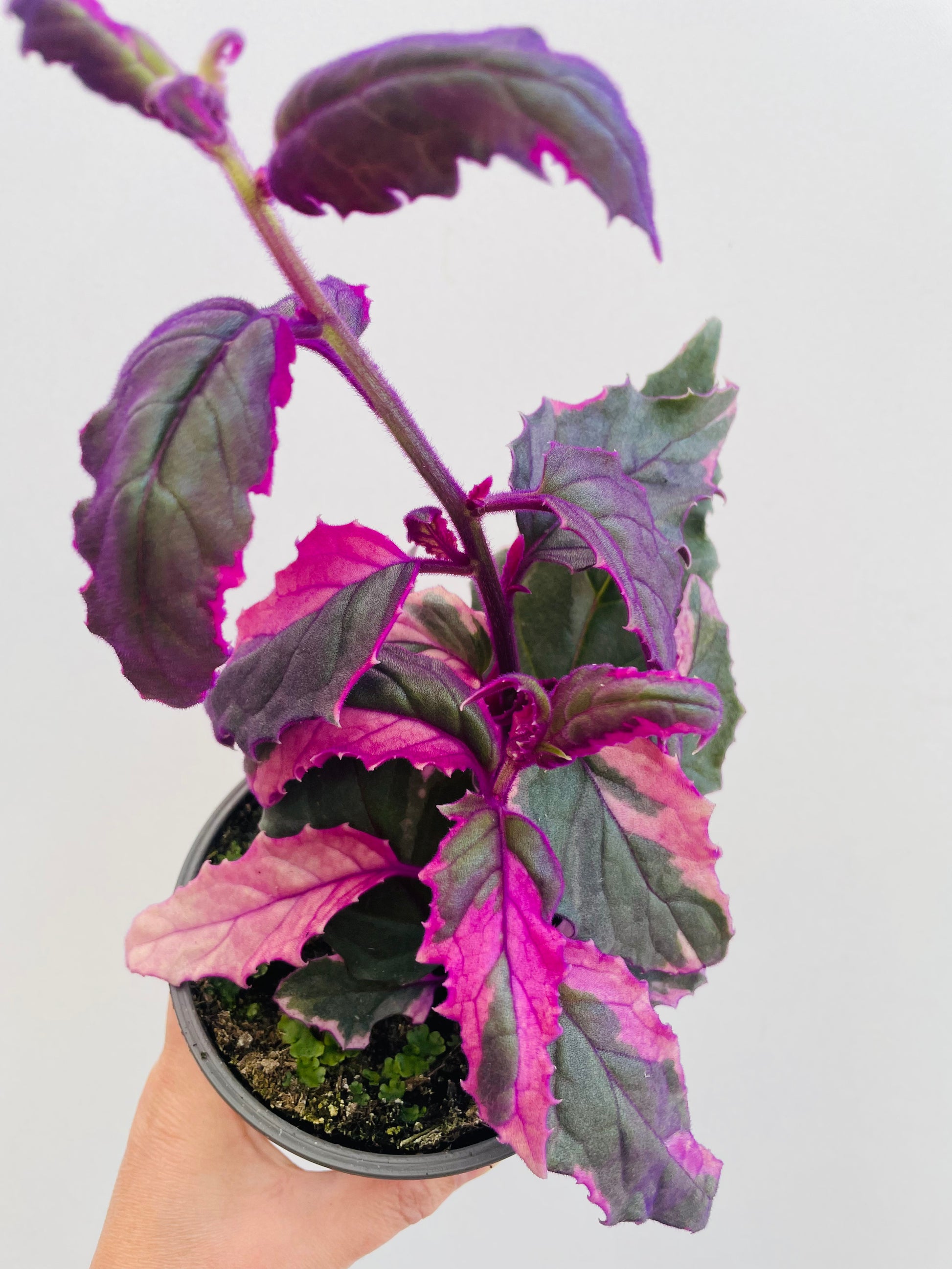 Bilde av Gynura ‘Purple Passion Variegated’-Spanne Plantesalg