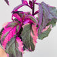 Bilde av Gynura ‘Purple Passion Variegated’-Spanne Plantesalg