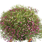 Bilde av Gypsophila muralis Mix Pris pr 2 stk-Spanne Plantesalg