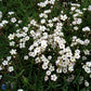 Bilde av Gypsophila repens-Spanne Plantesalg