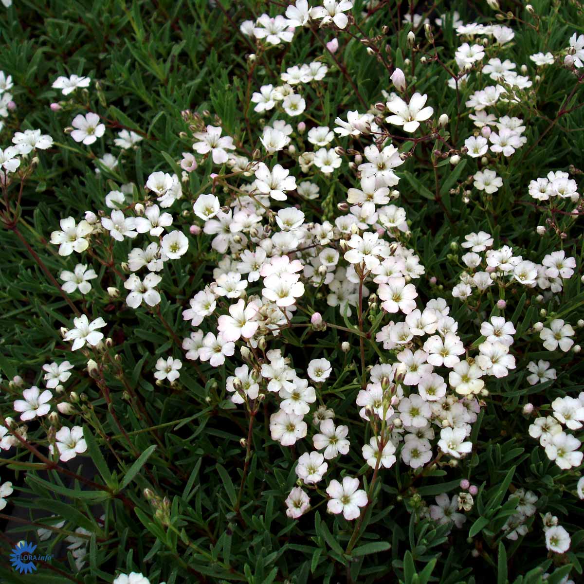 Bilde av Gypsophila repens-Spanne Plantesalg