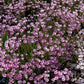 Bilde av Gypsophila repens 'Rosea'-Spanne Plantesalg