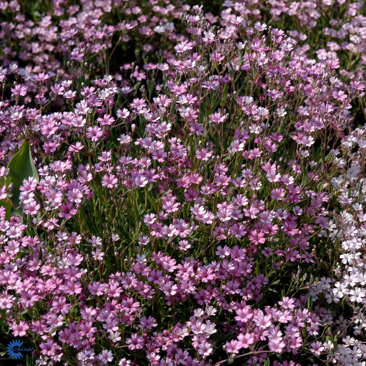 Bilde av Gypsophila repens 'Rosea'-Spanne Plantesalg
