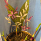 Bilde av Hageorkide / Bletilla-Spanne Plantesalg