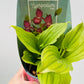 Bilde av Hageorkide / Cypripedium rosa-Spanne Plantesalg