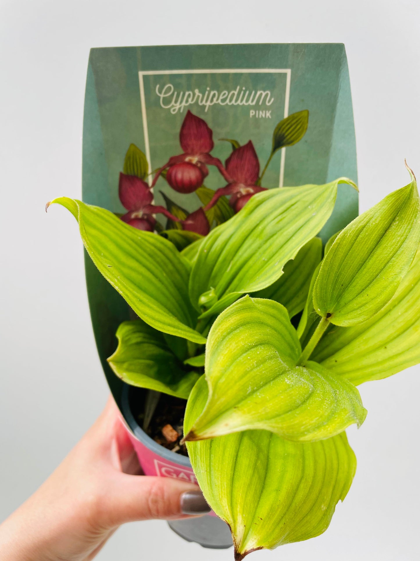 Bilde av Hageorkide / Cypripedium rosa-Spanne Plantesalg