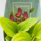 Bilde av Hageorkide / Cypripedium rosa-Spanne Plantesalg