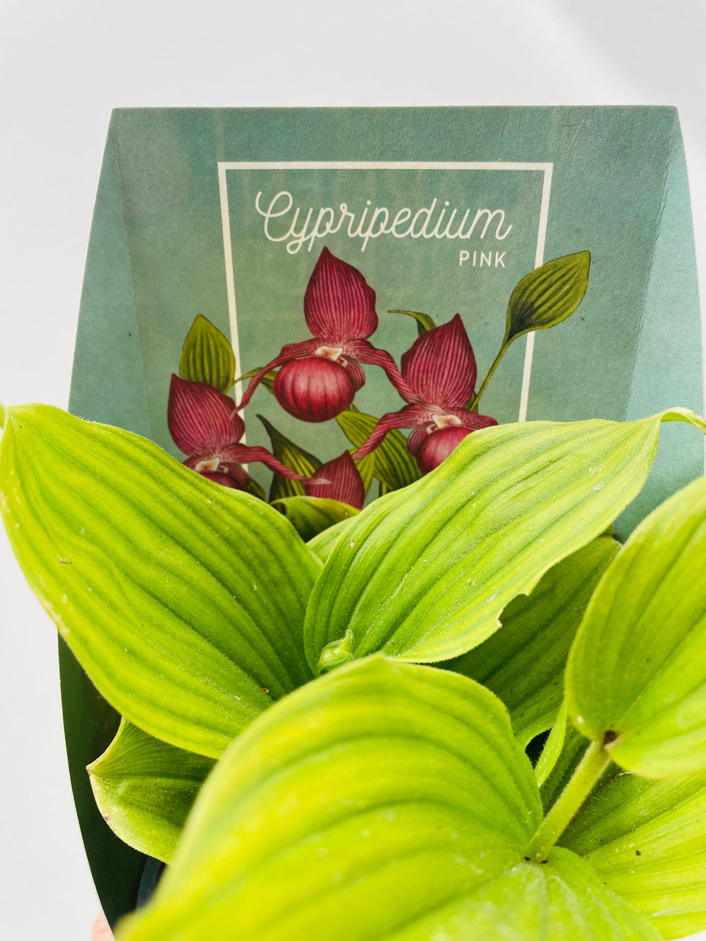 Bilde av Hageorkide / Cypripedium rosa-Spanne Plantesalg