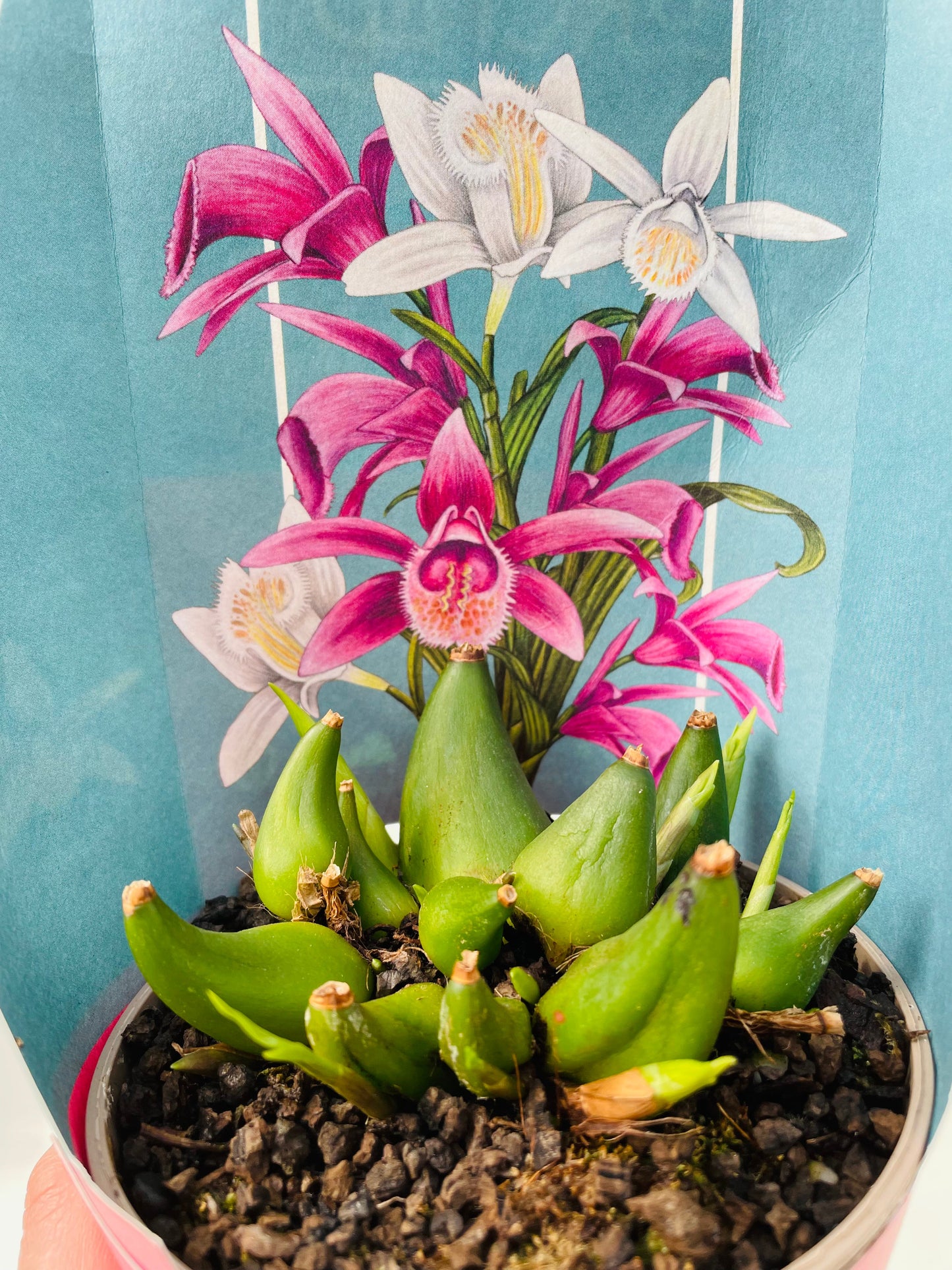 Bilde av Hageorkide / Pleione-Spanne Plantesalg