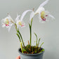 Bilde av Hageorkide / Pleione-Spanne Plantesalg