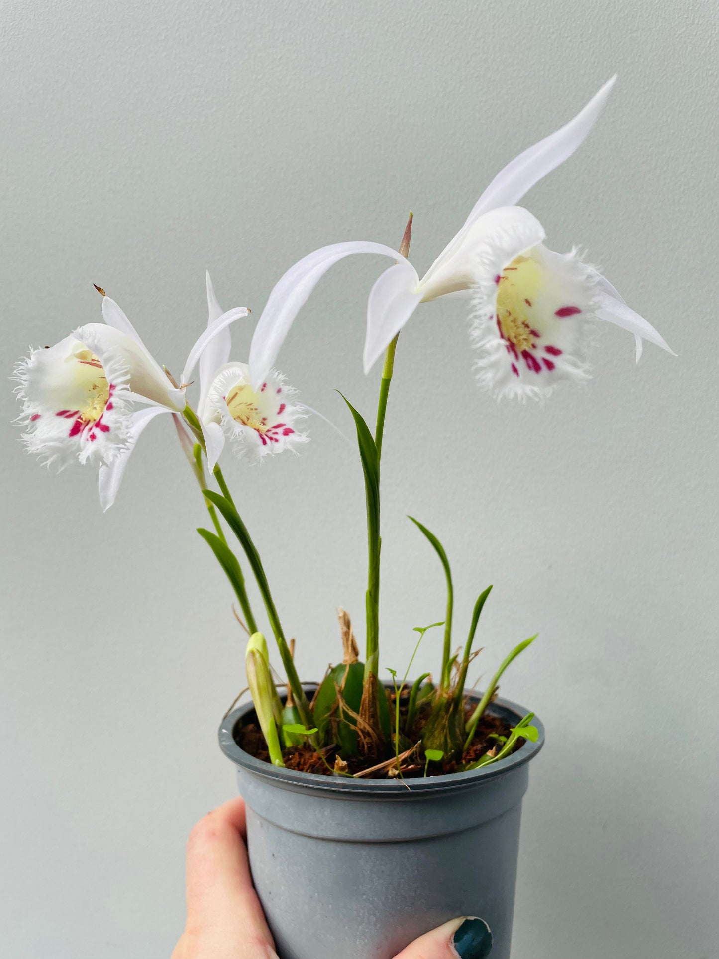 Bilde av Hageorkide / Pleione-Spanne Plantesalg