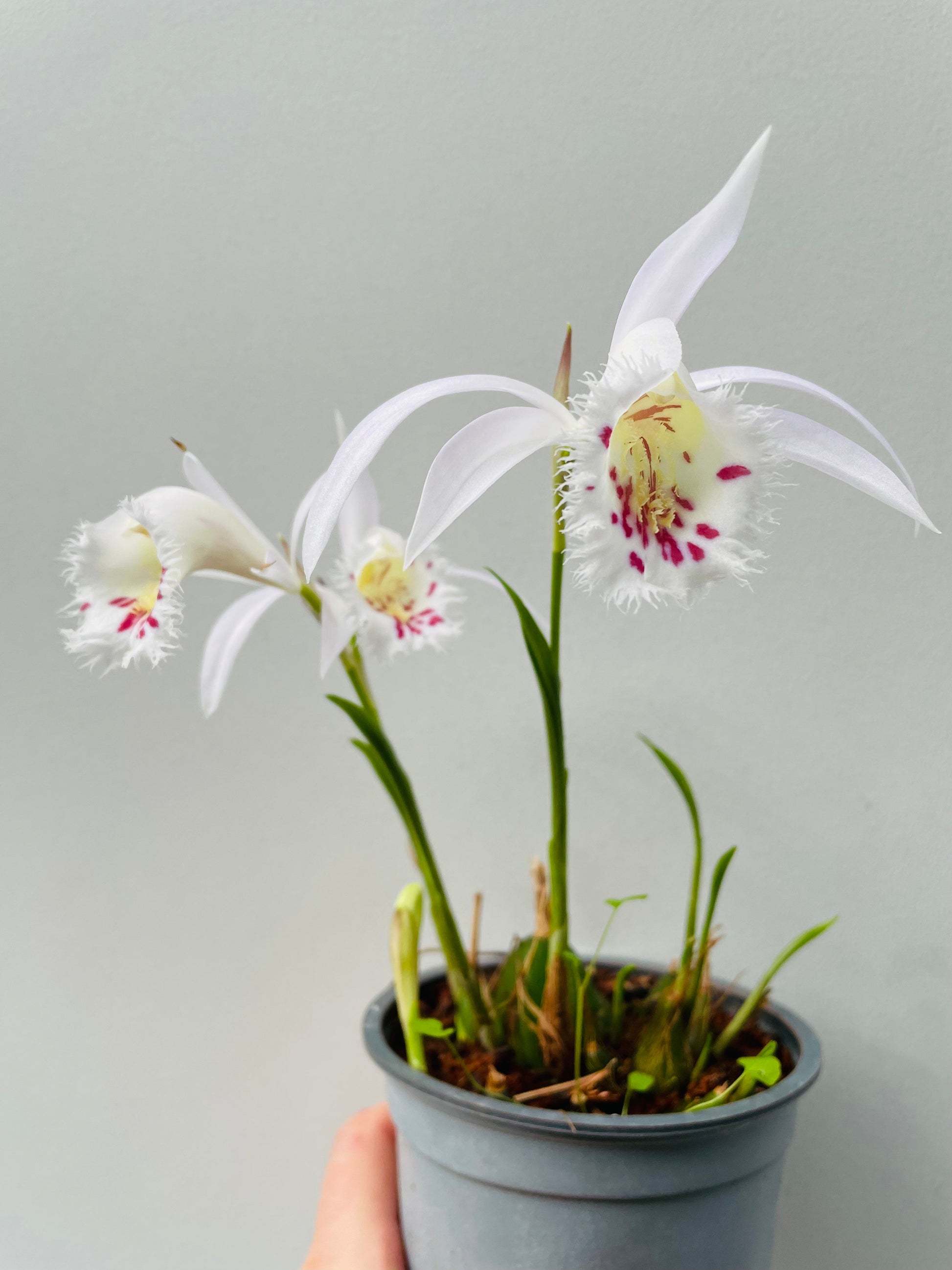 Bilde av Hageorkide / Pleione-Spanne Plantesalg