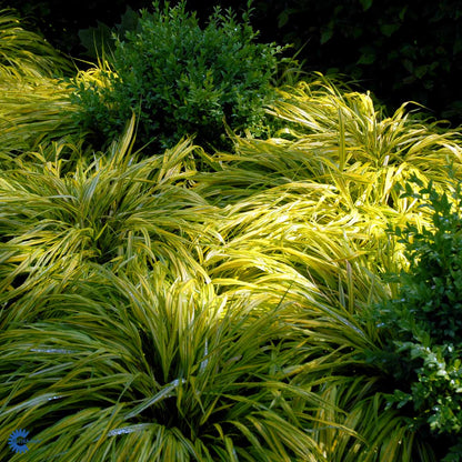 Bilde av Hakonechloa macra 'Aureola'-Spanne Plantesalg