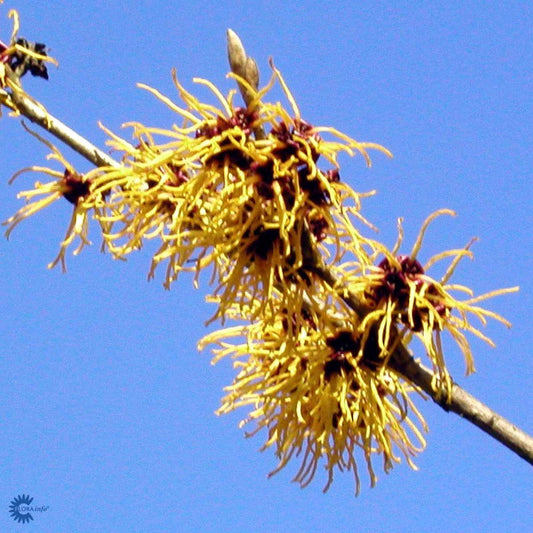 Bilde av Hamamelis interm. 'Arnold Promise'-Spanne Plantesalg