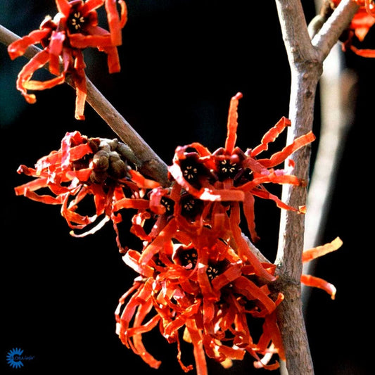 Bilde av Hamamelis interm. 'Feuerzauber'-Spanne Plantesalg