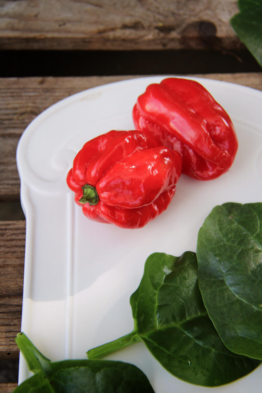 Bilde av Havannapeppar, Naga Morich-Spanne Plantesalg