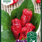Bilde av Havannapeppar, Naga Morich-Spanne Plantesalg