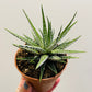 Bilde av Haworia ‘Big Ben’ 8 cm potte-Spanne Plantesalg