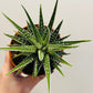 Bilde av Haworia ‘Big Ben’ 8 cm potte-Spanne Plantesalg