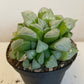 Haworthia Mutica Byakuya