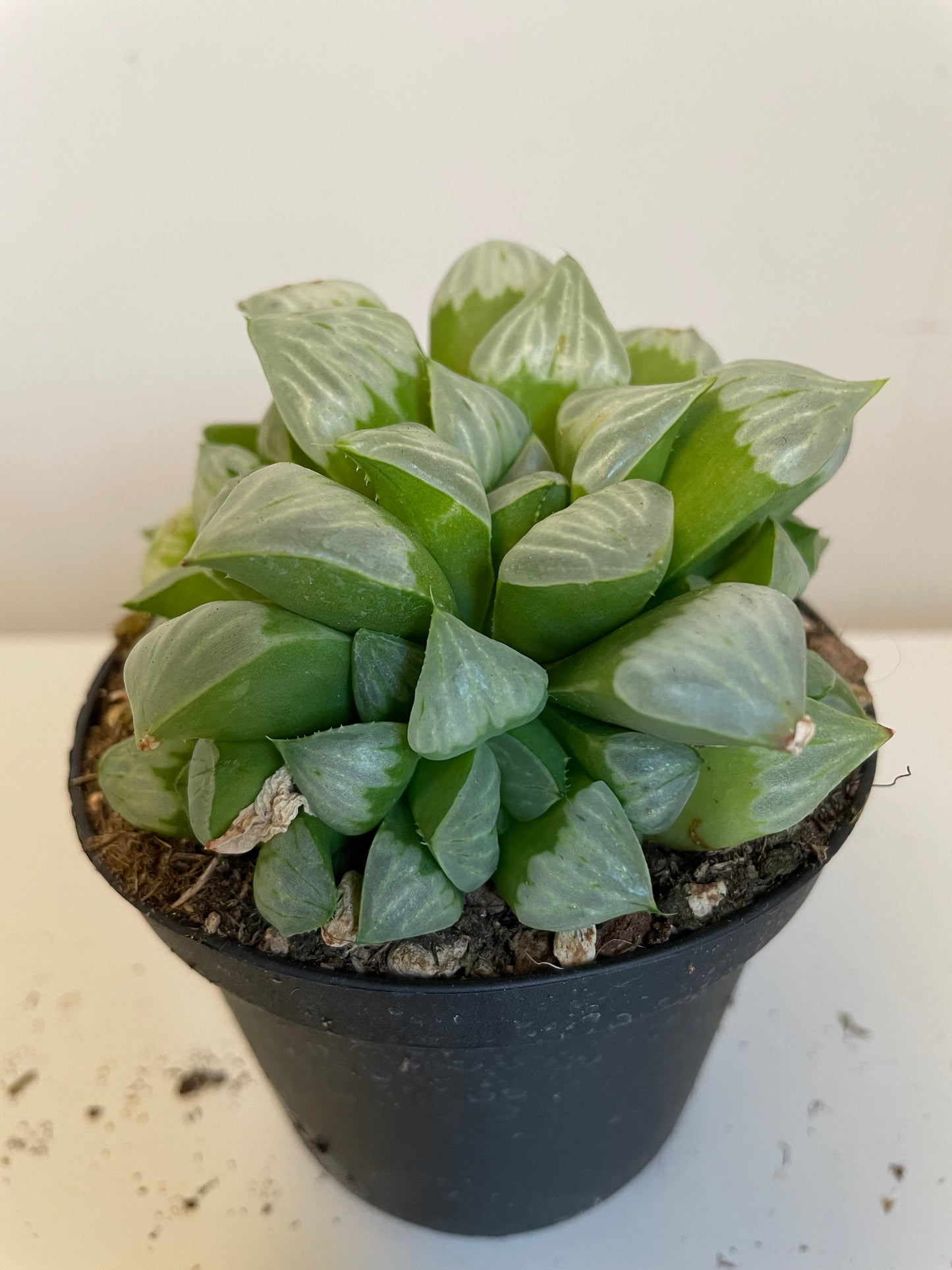 Haworthia Mutica Byakuya